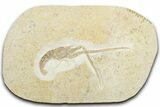 Jurassic Fossil Lobster (Mecochirus) - Solnhofen Limestone #325629-2